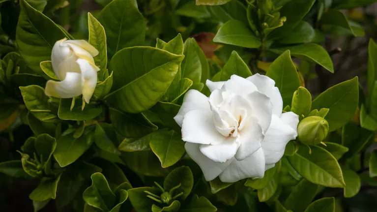 Elegante y aromática, esta planta aporta frescura y estilo a cualquier rincón del hogar (Foto: Adobe Stock).