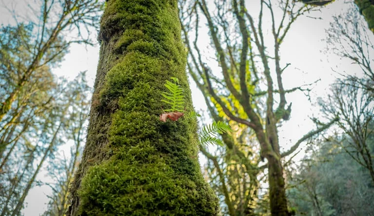 En la naturaleza, las plantas trepadoras crecen sin problemas en troncos duros e incluso en paredes (FOTO: Freepik).