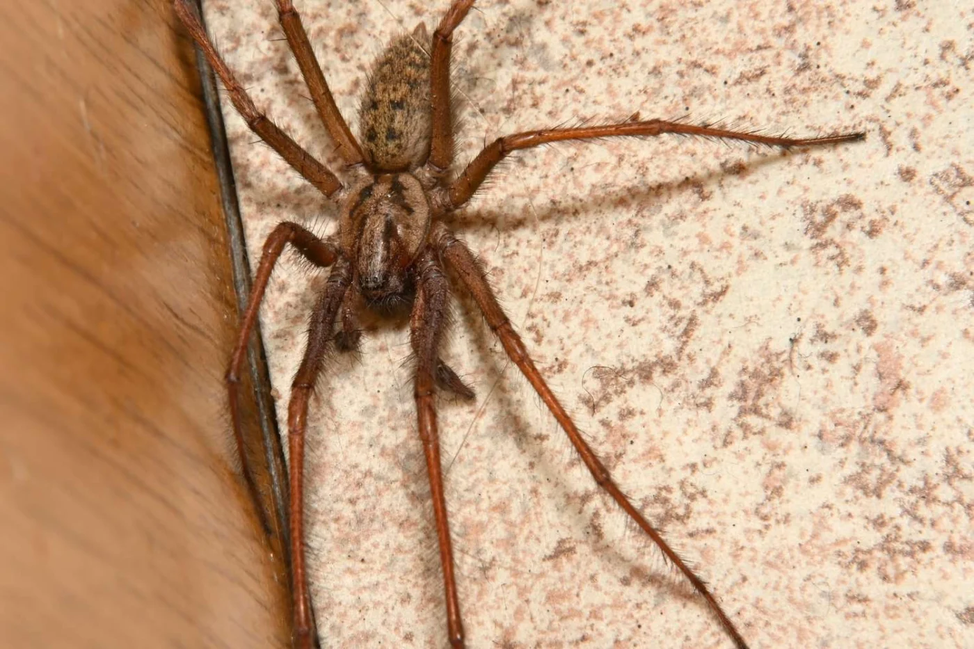 Eratigena atrica
