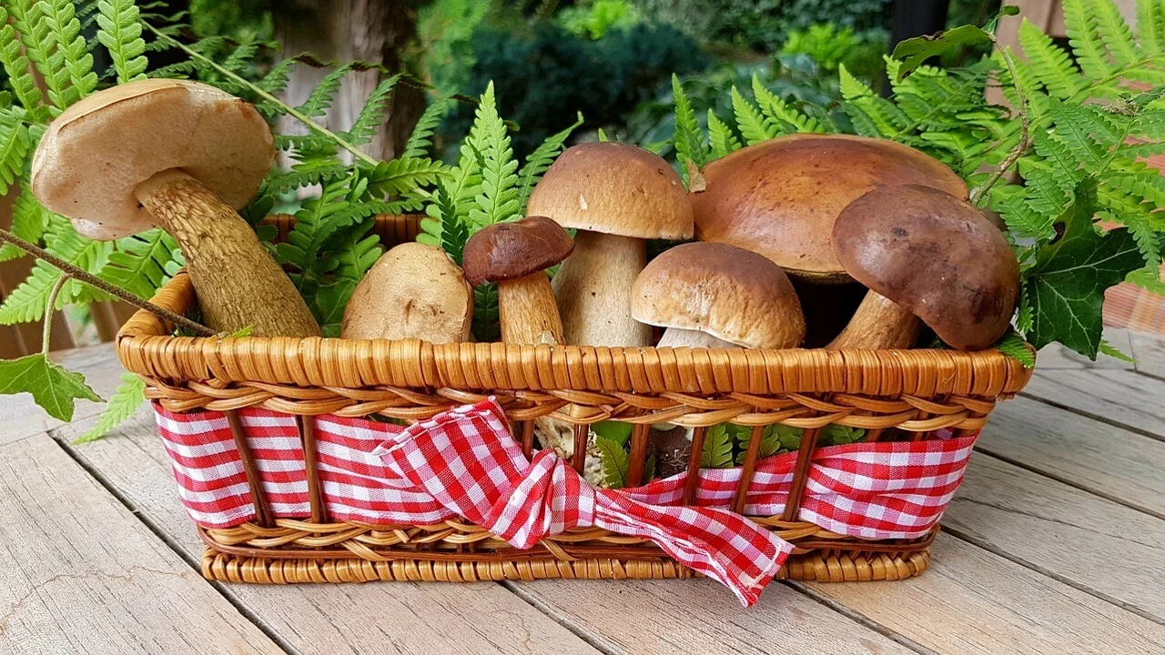 Funghi porcini in Lombardia: le zone migliori tra 700 e 1.300 metri e il limite di 3 kg al giorno