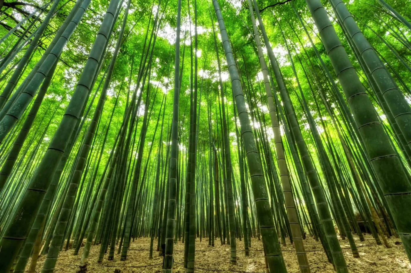 Fusti di bambù gigante in accrescimento