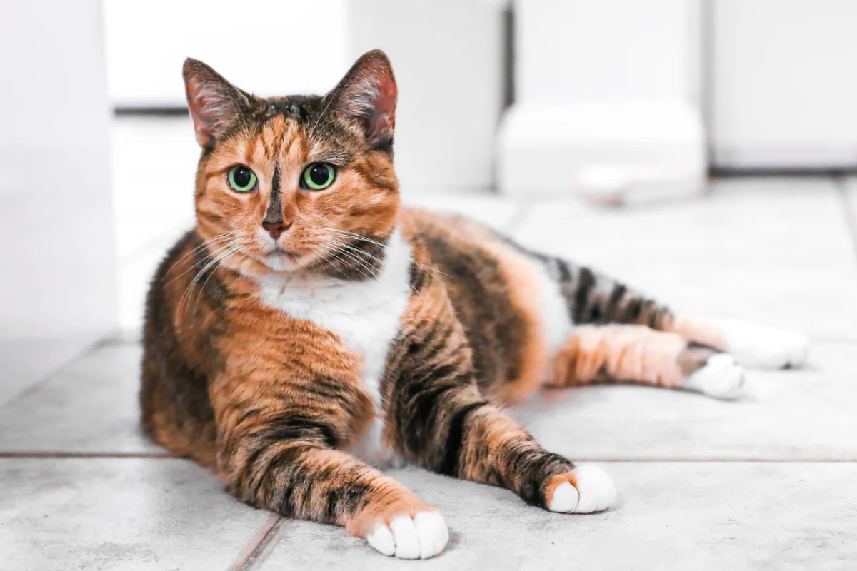 gatti tricolore