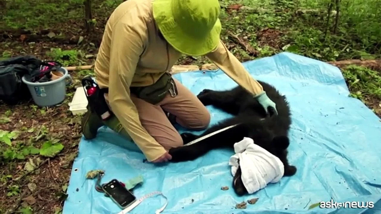 Giappone, la tecnologia contro l’emergenza orsi. Per non abbatterli Ai, telecamere, droni e il Monster Wolf