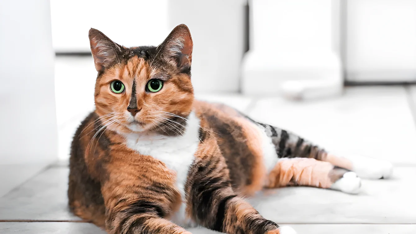 Il 99,9% dei gatti tricolore è femmina: ecco perché i maschi nascono solo 1 volta su 3.000