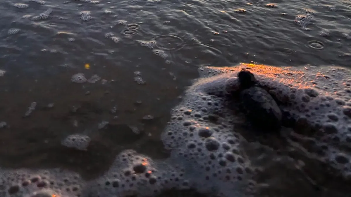 Il cucciolo di tartaruga in mare