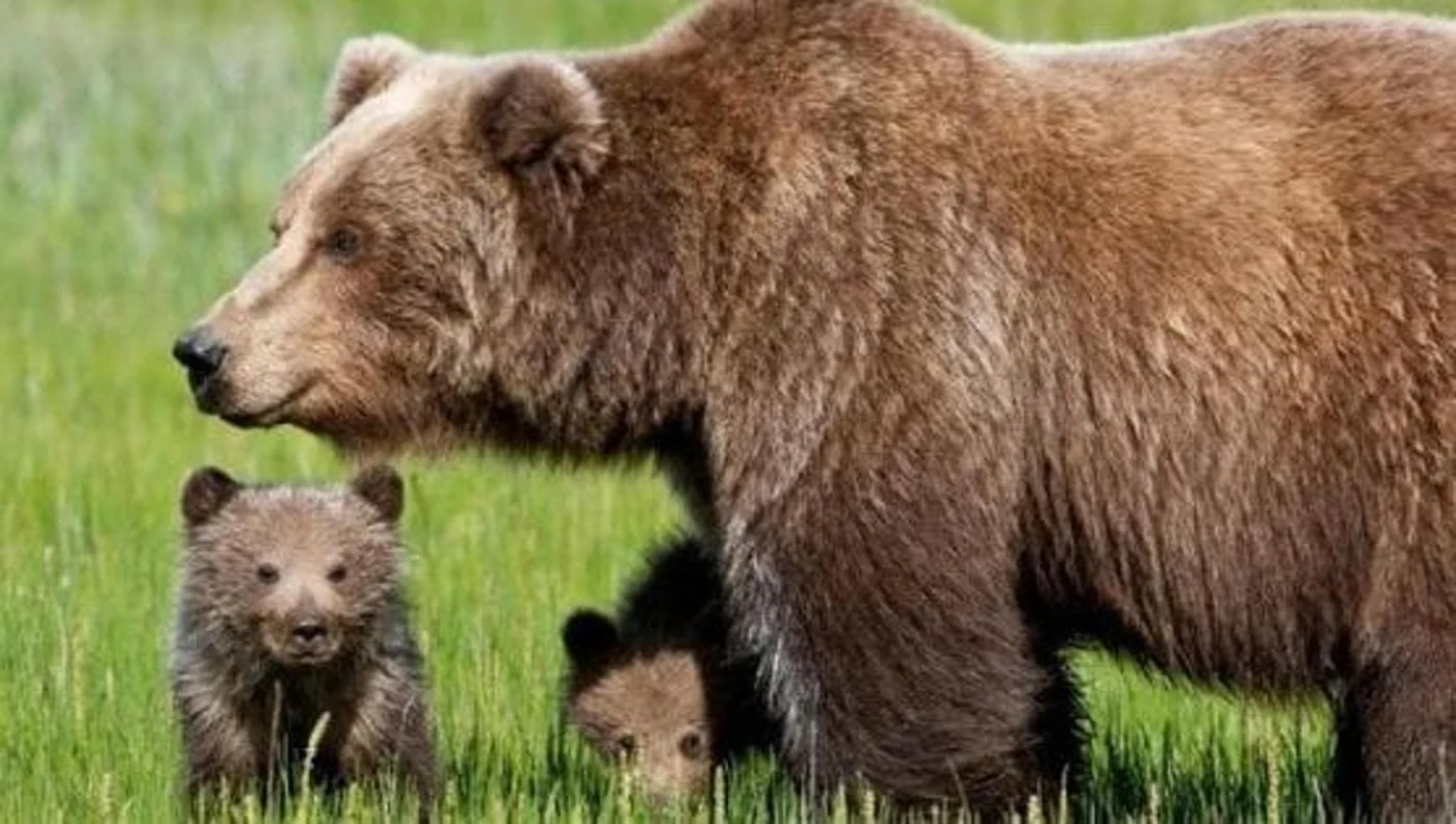 Il vino abruzzese finanzia i collari satellitari per salvare l'orso bruno marsicano