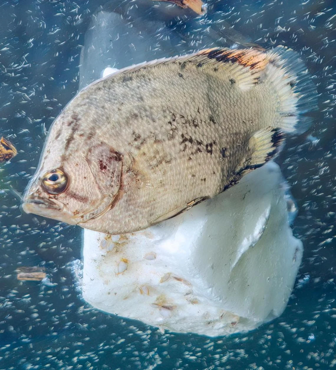 Inquadratura ravvicinata del pesce in superficie