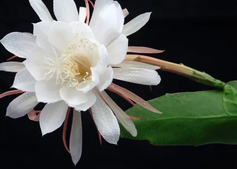 La dama de noche es la que aporta un aroma más intenso. No se debe poner en ambientes muy pequeños. (Foto: Adobe Stock)