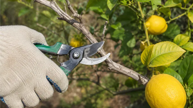 La potatura del limone è fondamentale per evitare malattie