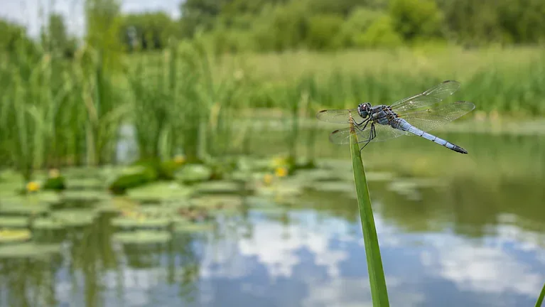 Las libélulas suelen salir del agua en septiembre para cazar insectos o descansar. (Imagen ilustrativa generada con IA)