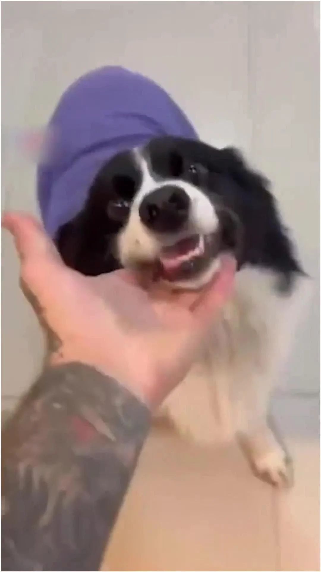 Lola che corre nei campi della Terra del Fuoco