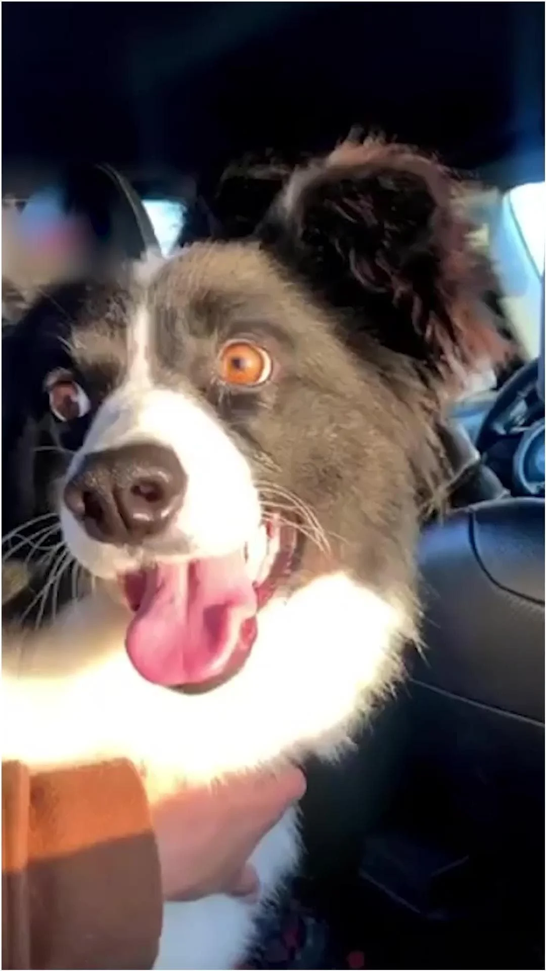 Lola integrata nella nuova casa a Río Grande