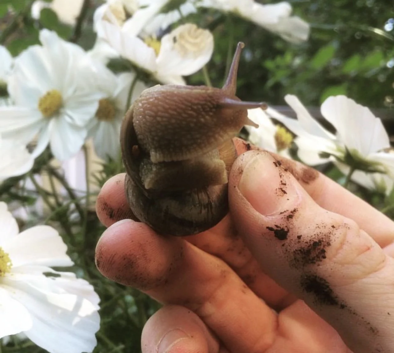 Lumache nell’orto e in giardino: come tenerle lontane con rimedi fai-da-te. I tre consigli di Pietro Bruni
