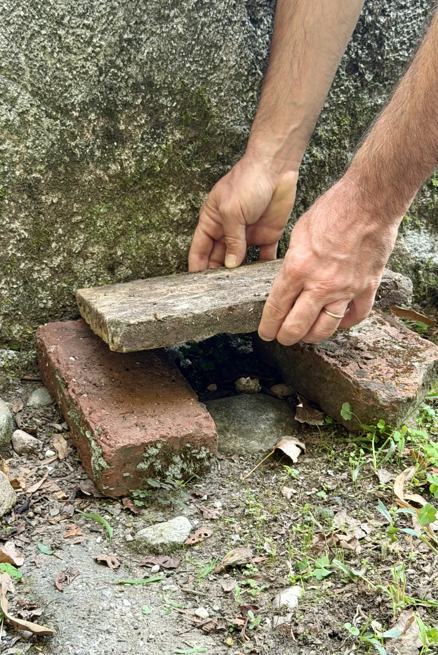 Lumache nell’orto e in giardino: come tenerle lontane con rimedi naturali e fai-da-te. I tre consigli di Pietro Bruni