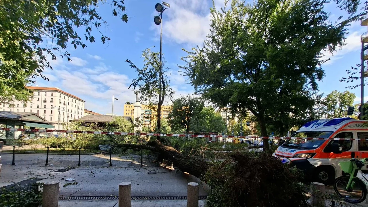 Milano, crollo in piazza Risorgimento: cade un bagolaro e ferisce due persone