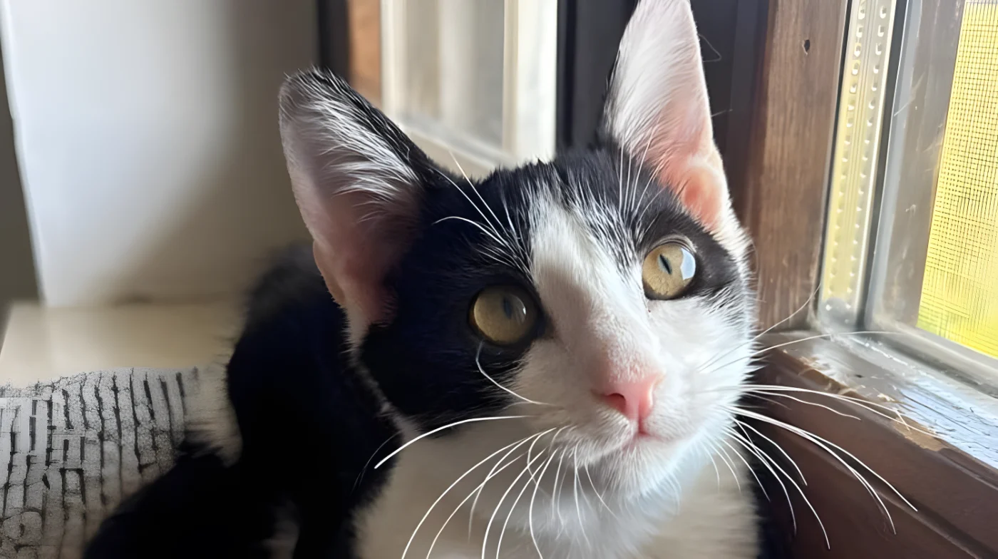 Mochi