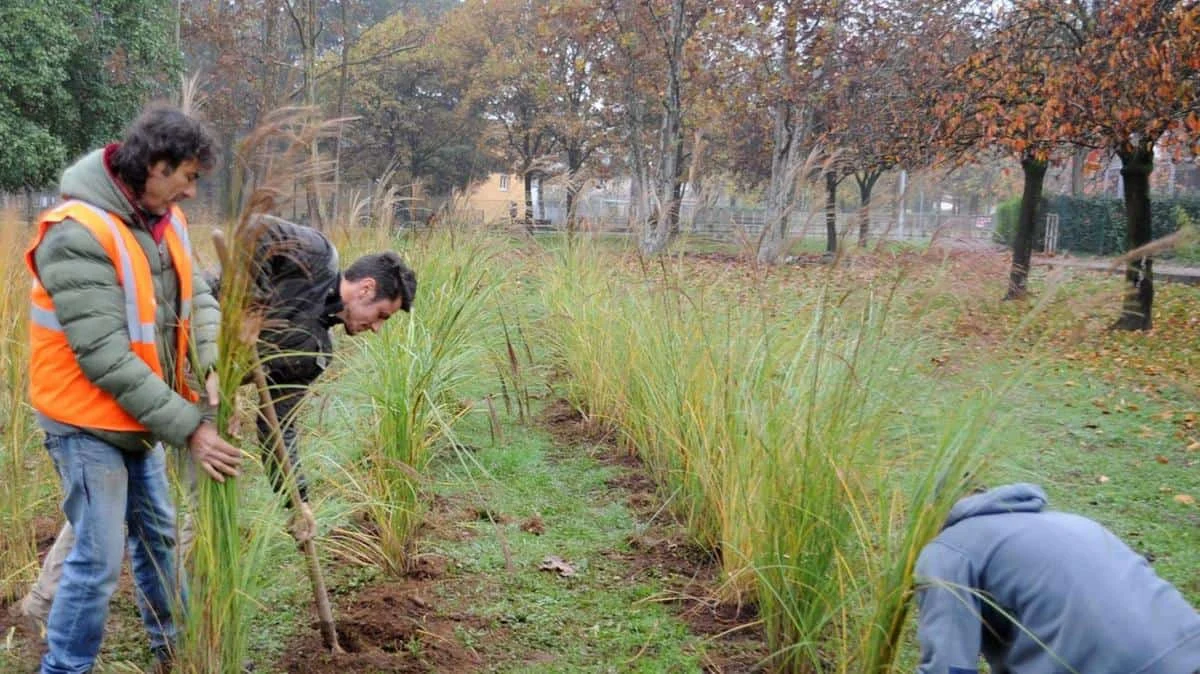 Nuove piante messe a dimora in un cantiere di forestazione