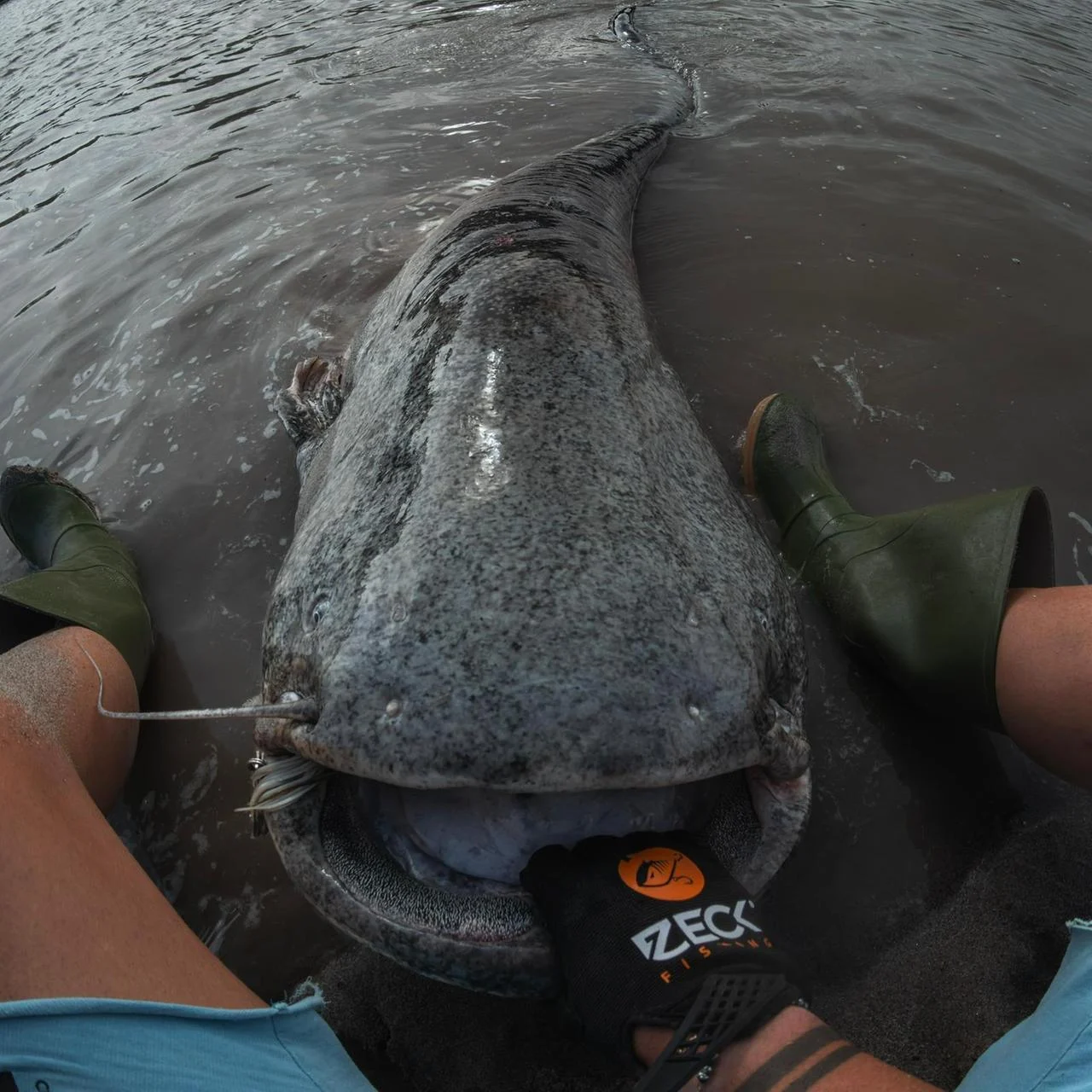 Pesca record nel Po a Guastalla: cattura un siluro gigante di 2,60 metri dopo 30 minuti di lotta