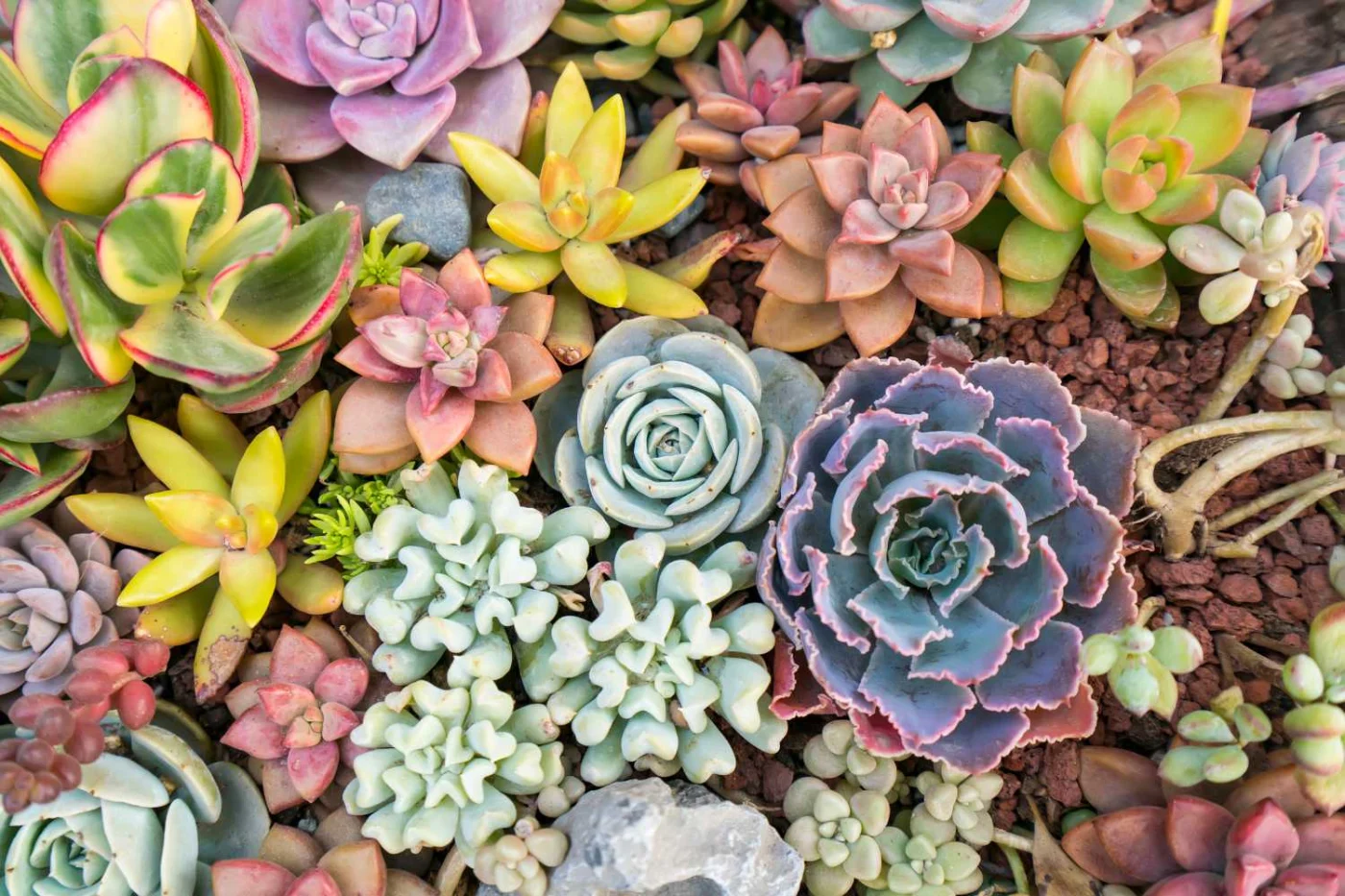 piante succulente