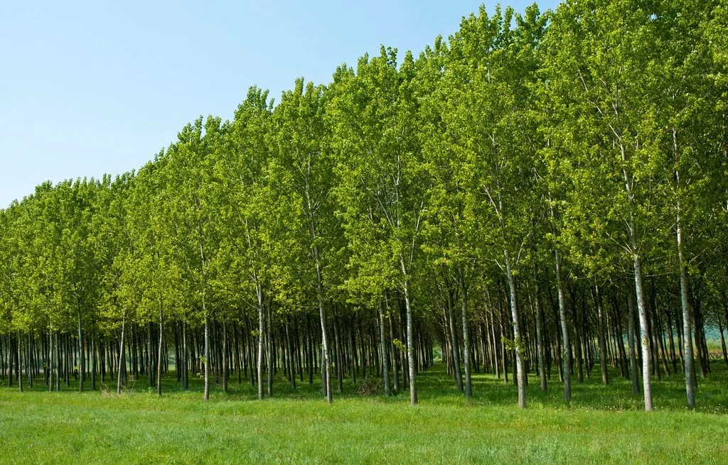 Pioppeto in pianura Padana