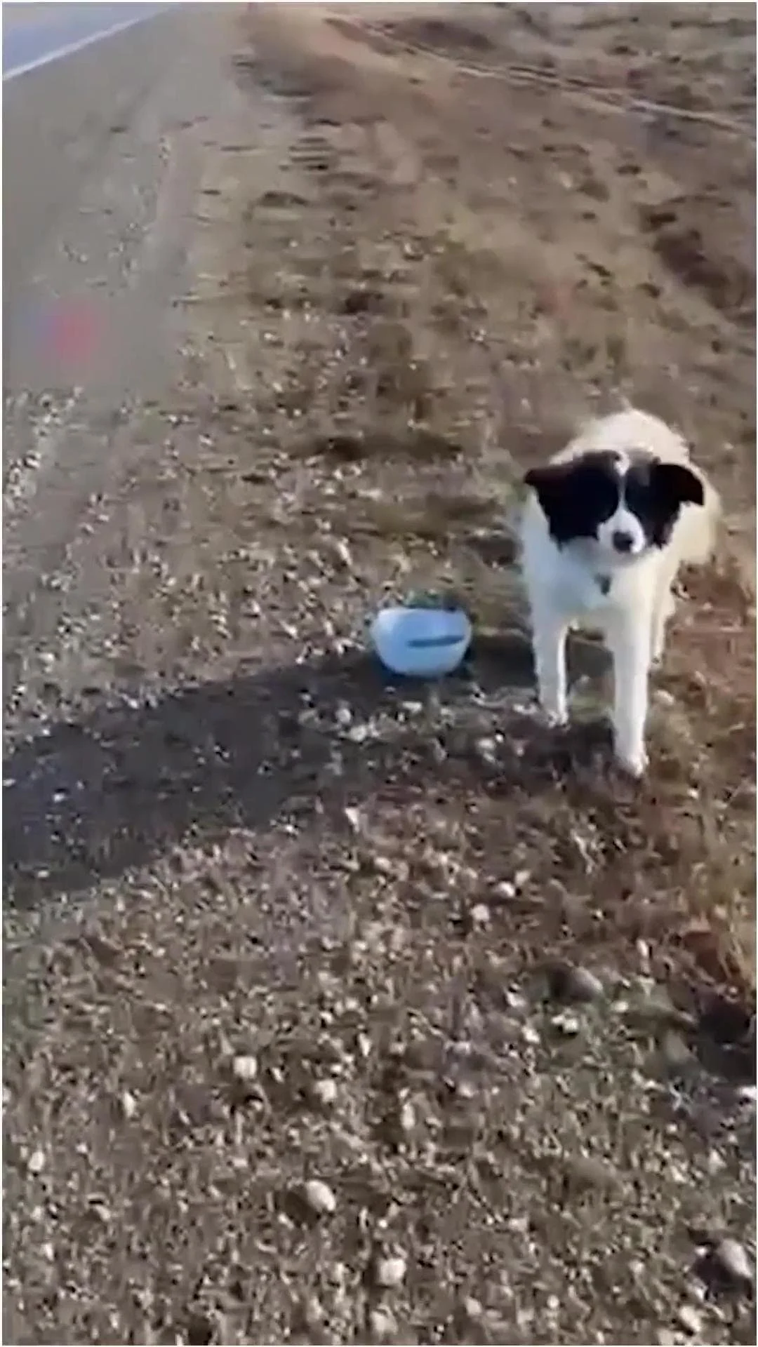 Primo piano del cane salvato in auto
