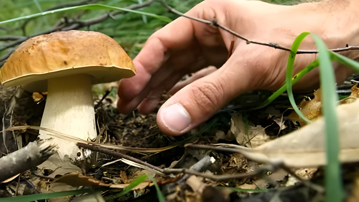 raccolta funghi micologia-2-2-2
