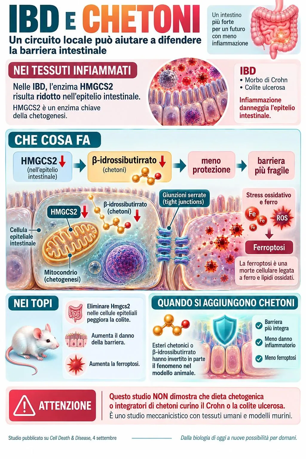 Rappresentazione scientifica delle cellule della barriera intestinale e dei mitocondri