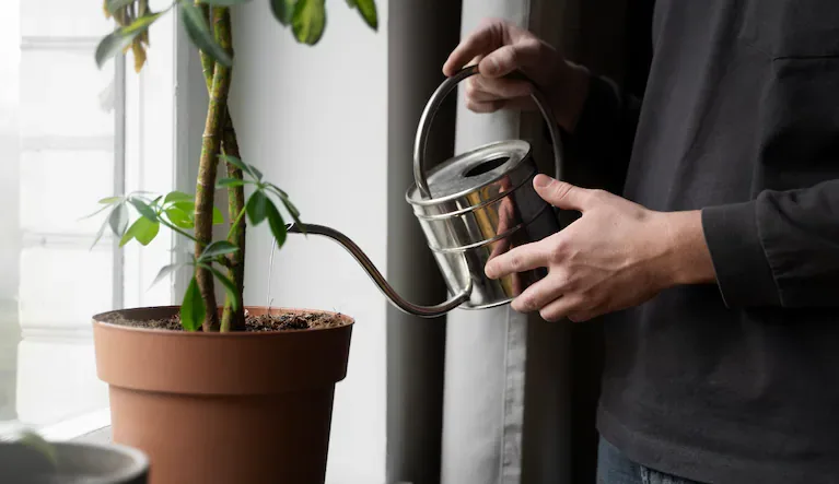 Regarlas durante el día es otra de las recomendaciones de los especialistas en jardinería (FOTO: Freepik).