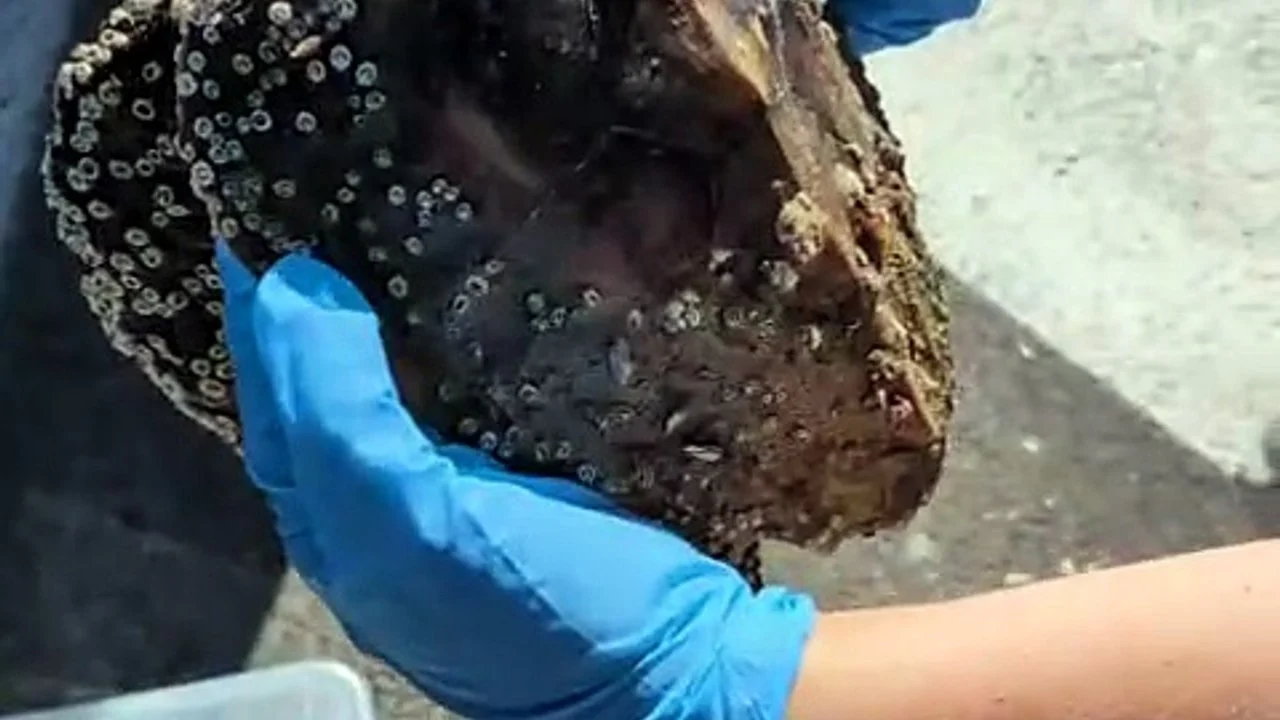 Salvata la tartaruga incastrata tra gli scogli a San Benedetto