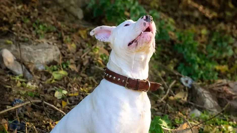 Sassari, il padrone scompare dopo una malattia: il cane Ares lo aspetta da mesi dietro la porta