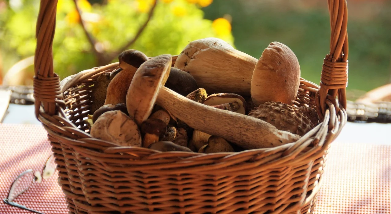 Sequestrati 30 chili di funghi porcini al valico tra Svizzera e Italia