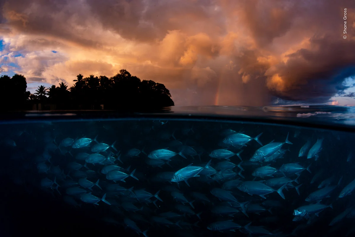 © Shane Gross. Menzione d