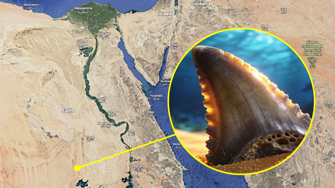 Squali giganti di 8 metri nel Sahara: scoperti 14 denti fossili di 75 milioni di anni fa