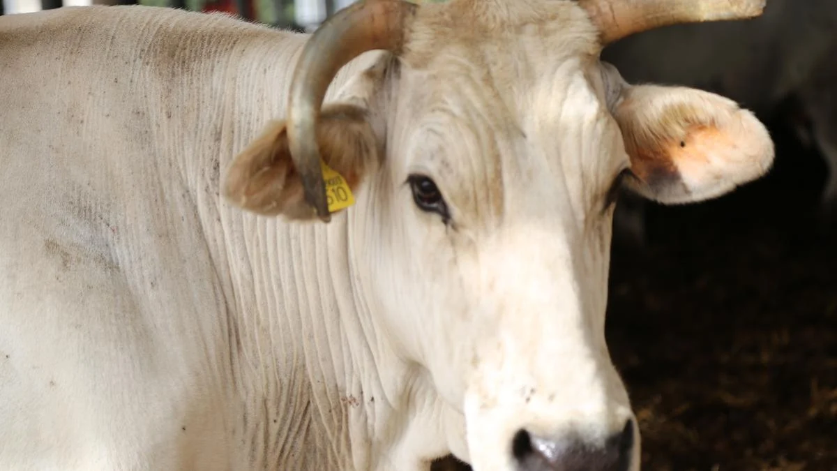 Subbiano: la 20ª Mostra Zootecnica riunisce oltre 14 allevamenti e la storica chianina