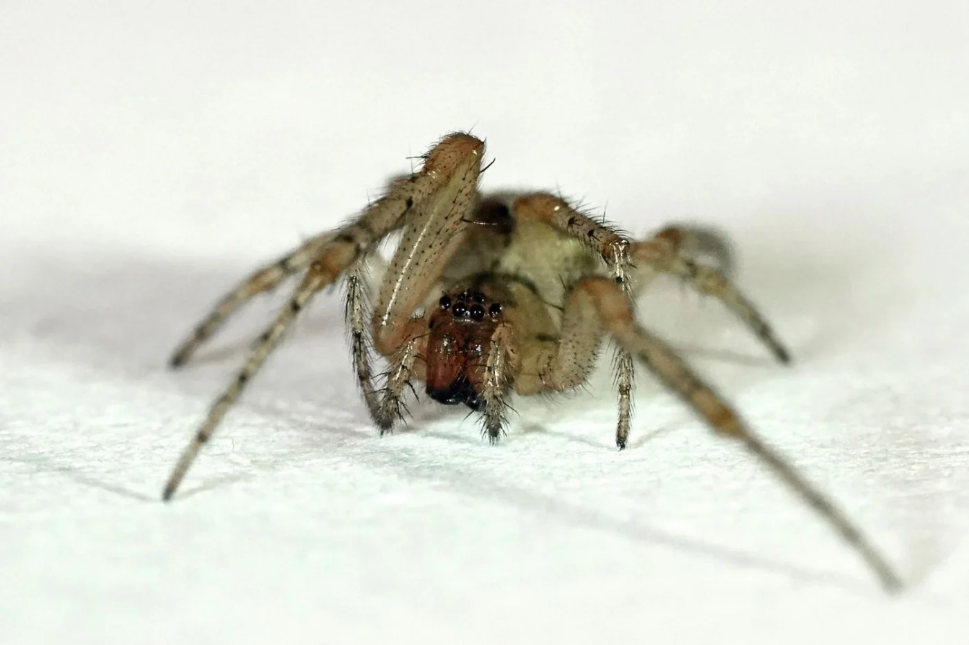 Tegenaria domestica