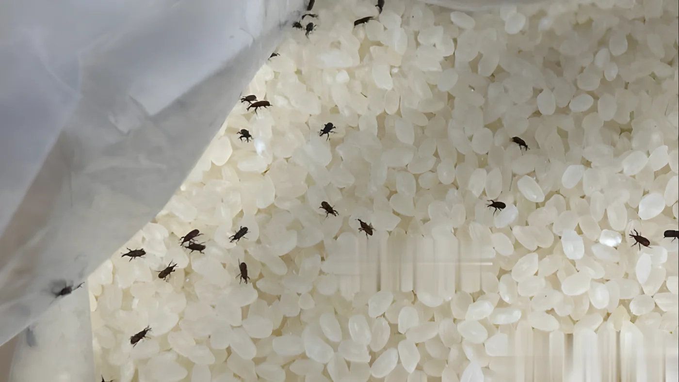 Thấy mọt trong thùng gạo nên làm gì đầu tiên?- Ảnh 1.