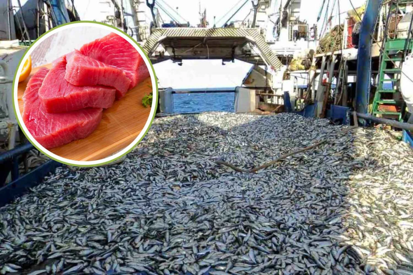 Tonno rosso, fino a 16 kg di pesce selvatico per produrne uno: la realtà dell'ingrasso in gabbia