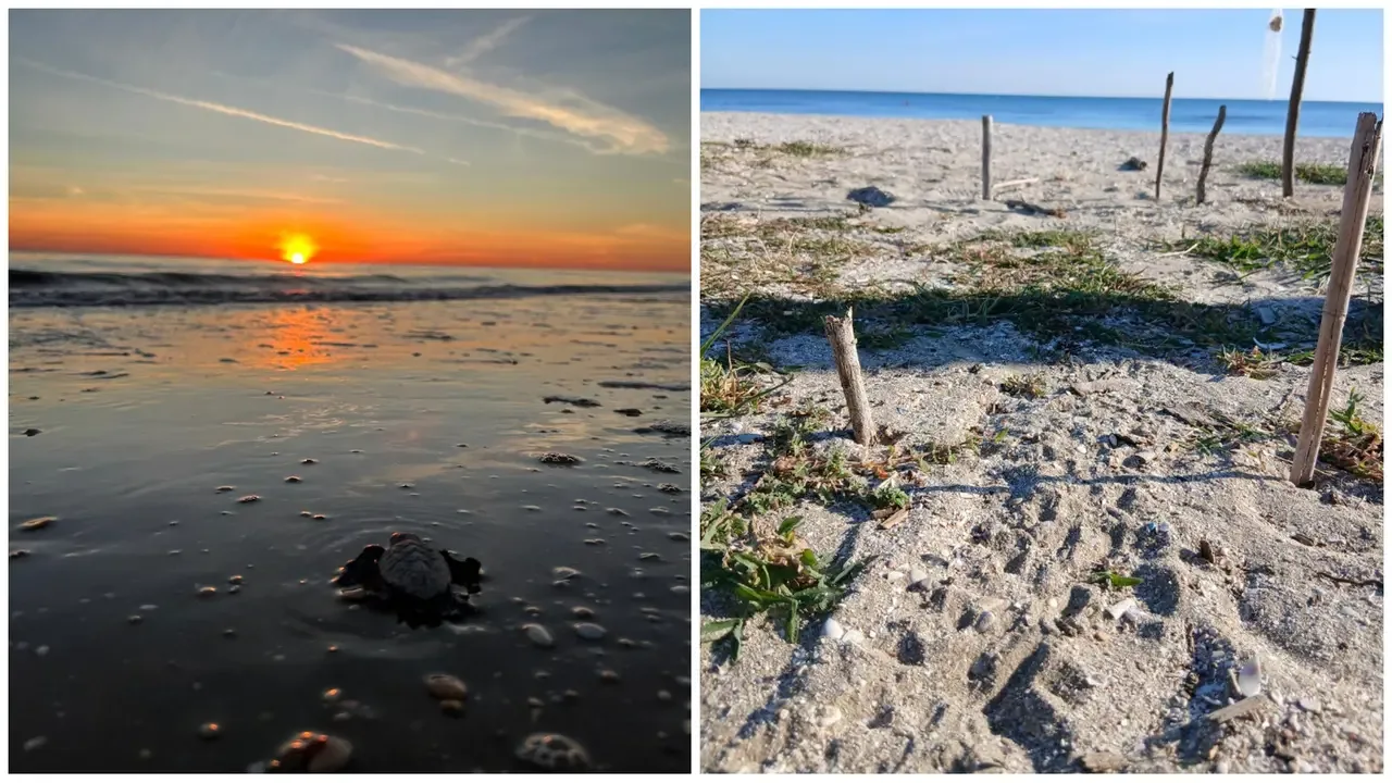 Un altro cucciolo di tartaruga ha guadagnato il mare: sulla spiaggia di Senigallia continuano le ispezioni per cercare il nido delle Caretta caretta