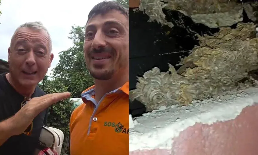 Vespe germaniche in casa: rimosso un grosso nido nella parete da Pierluigi Diaco