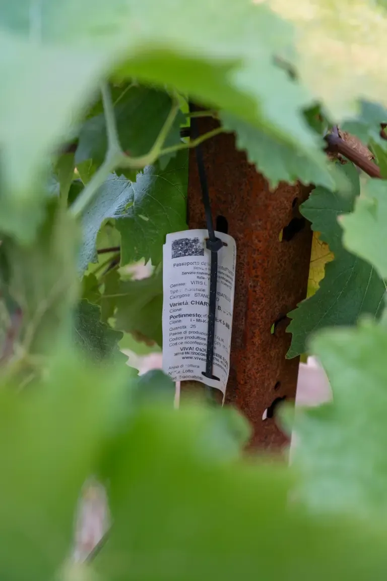 Vigneto sperimentale del Consorzio Vini d'Abruzzo