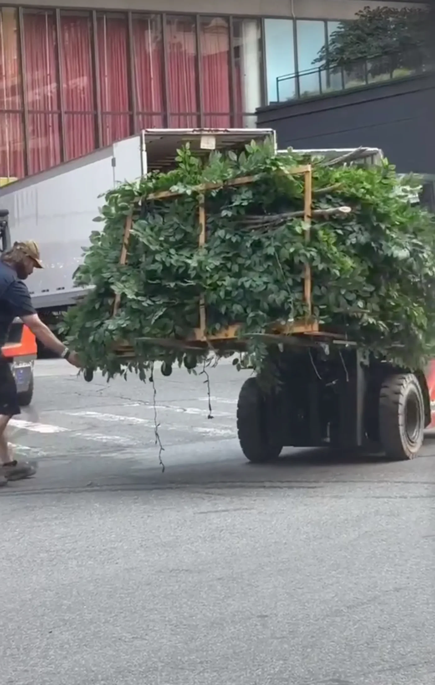 A forklift carries a large wooden frame packed with leafy green branches.