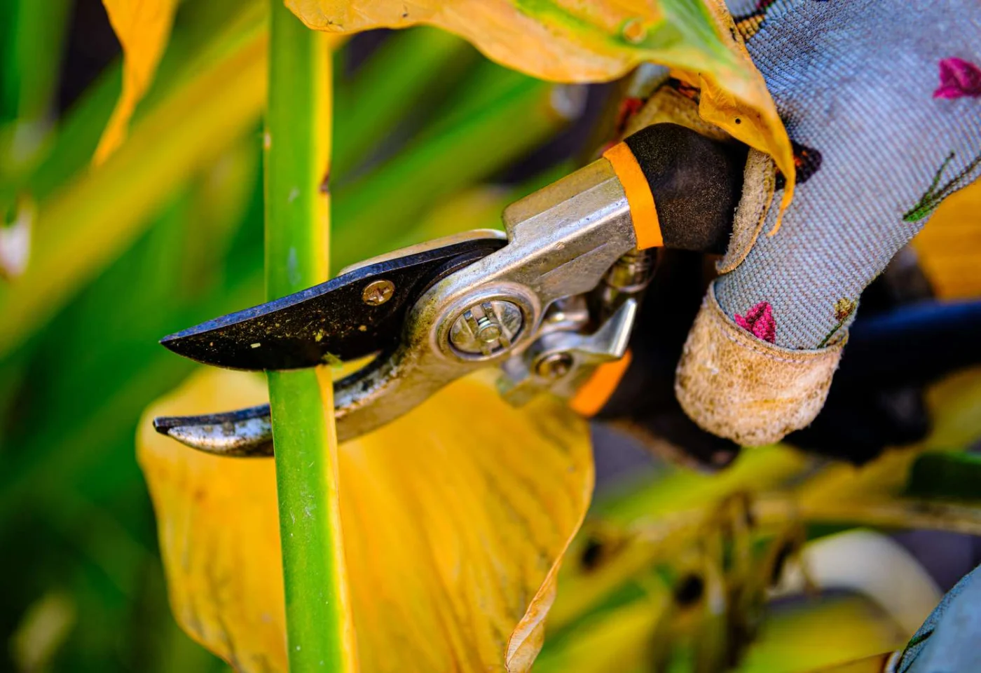 A hand wearing gloves using pruning shears to cut a plant stem