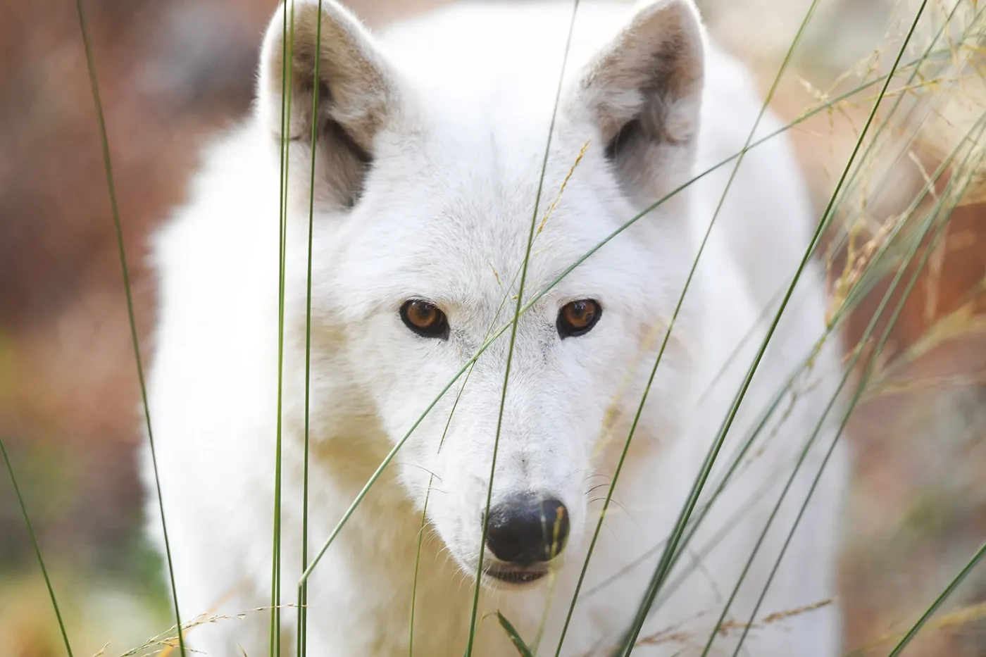 A polar wolf observes the surroundings in its enclosure in the game park