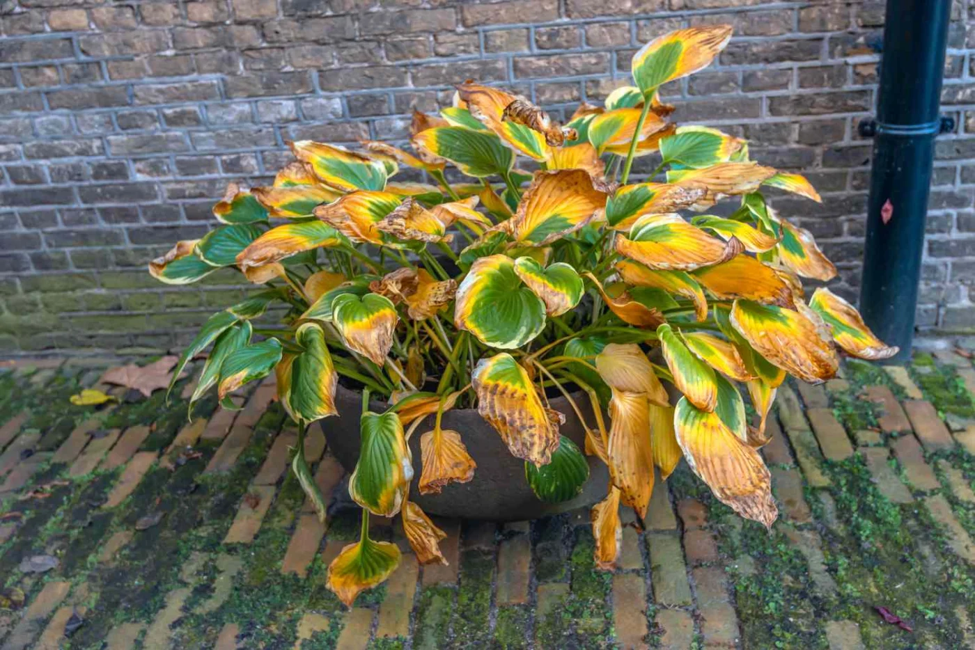 A potted plant with broad leaves placed on brick paving near a brick wall and a black drainpipe