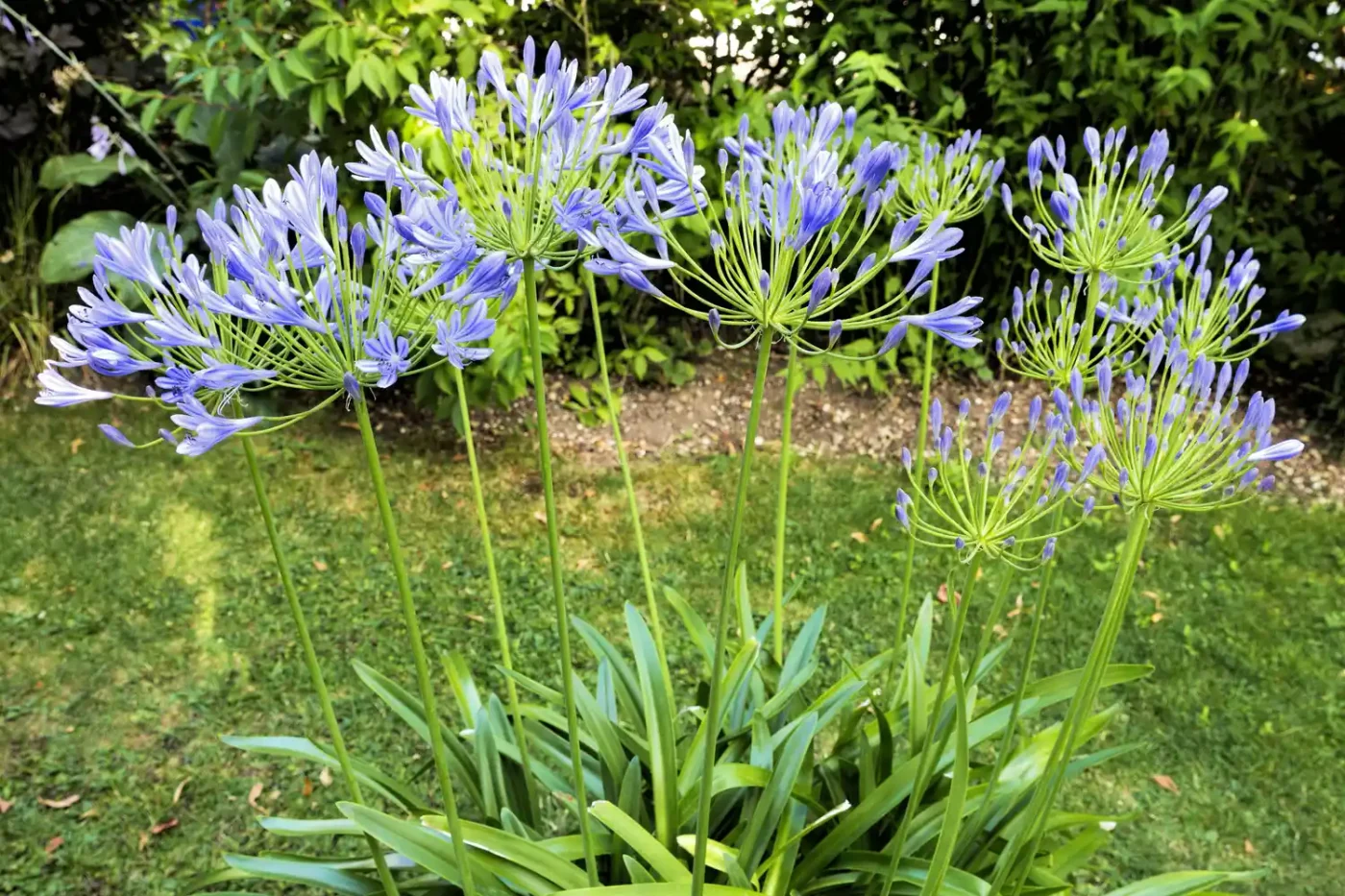 Agapanthus