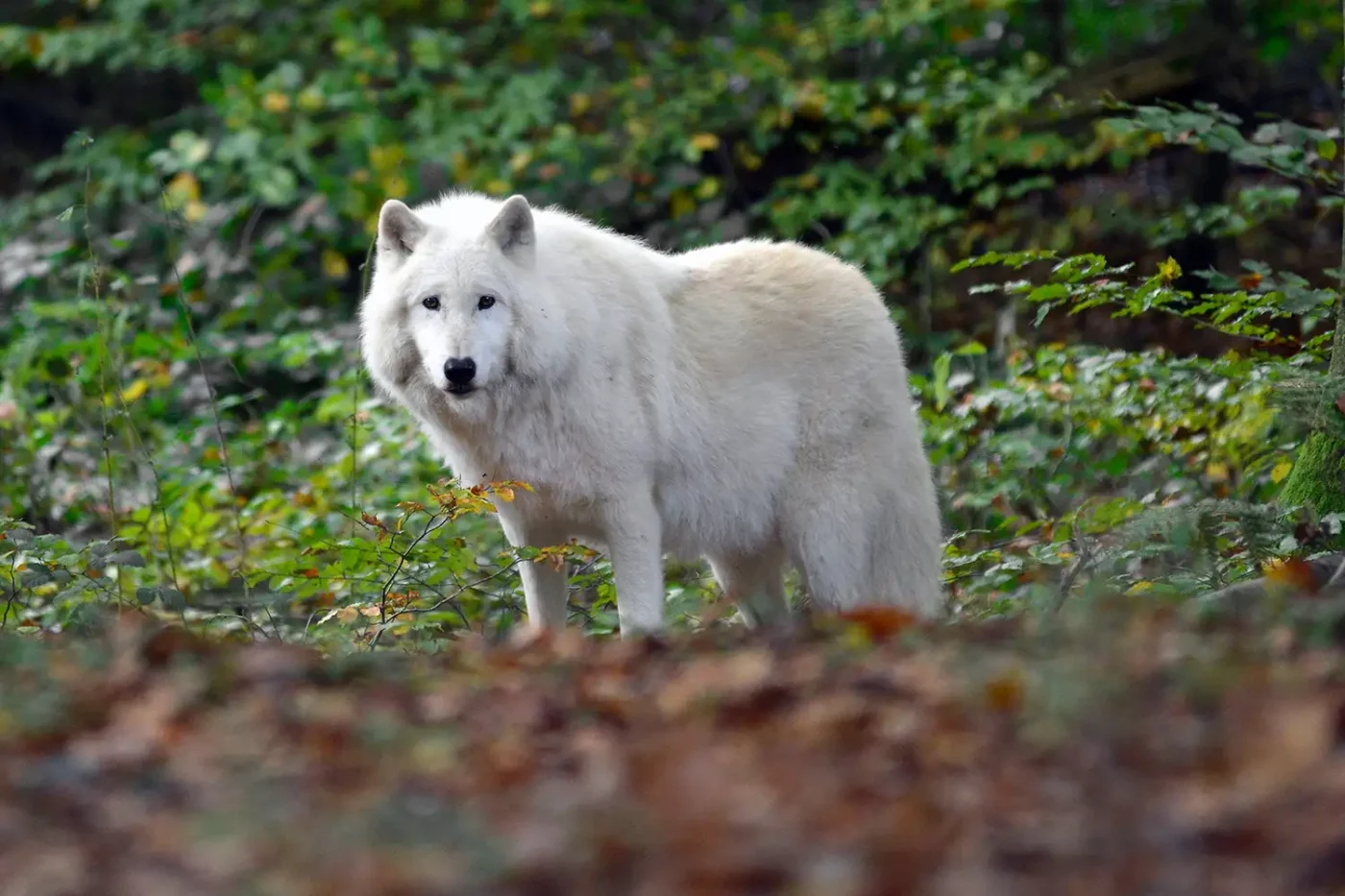 An Arctic wolf in an wolf enclosure Werner Freund near Merzig