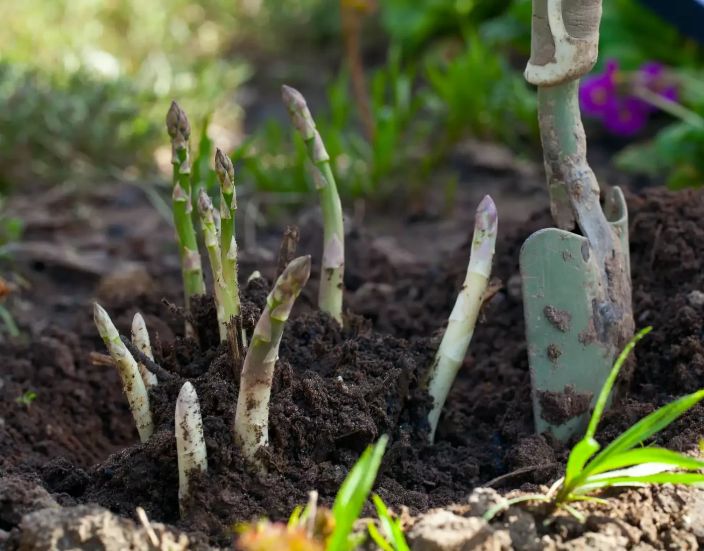 Asparagus growing