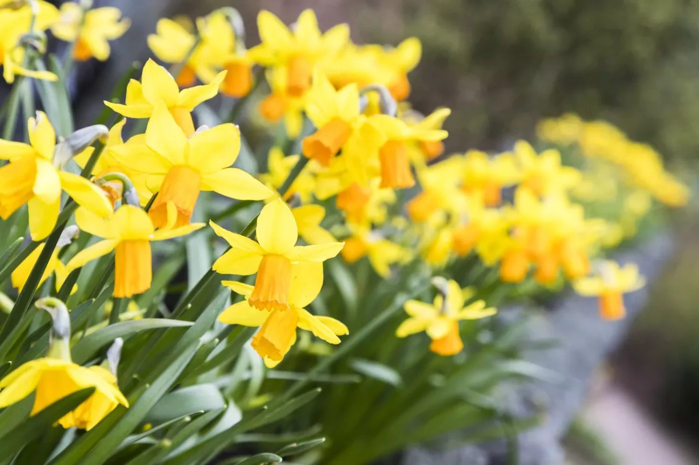 bright yellow daffodil bulbs