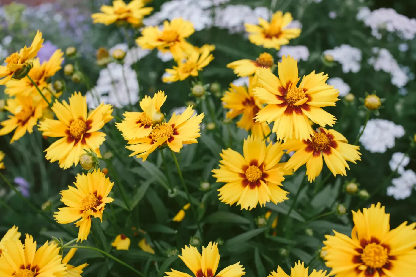 Bright yellow flowers with dark red centers bloom in summer garden