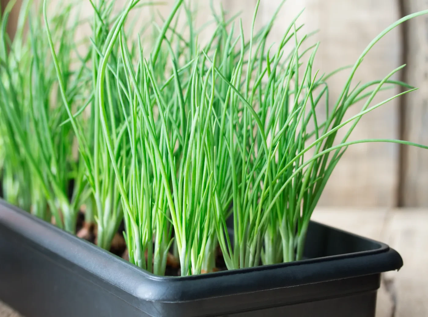 Chives in planter